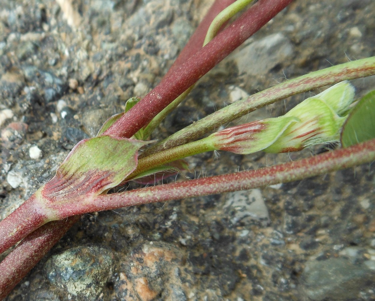 Trifolium subterraneum subsp. oxaloides / Trifoglio simile all''acetosella